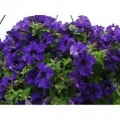Сурфиния Giant Blue
